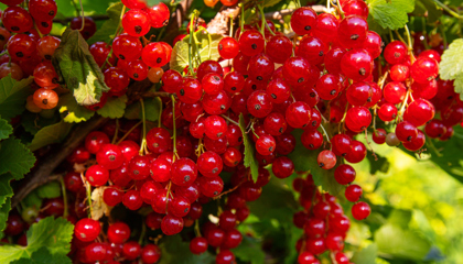What's a Currant and Why Is It in My Mead?