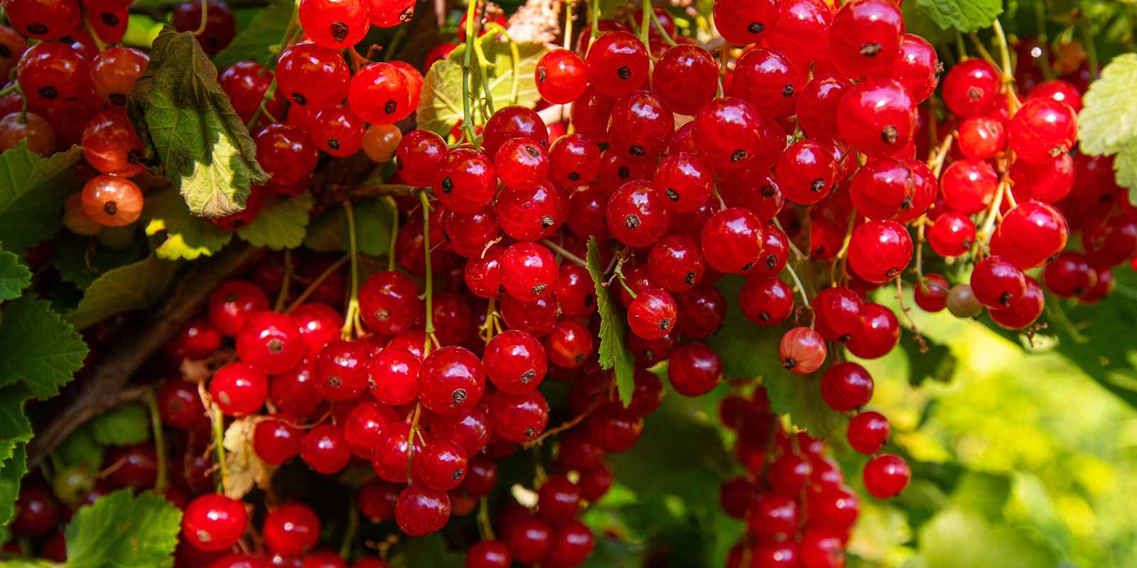 What's a Currant and Why Is It in My Mead?