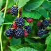 Black Raspberries