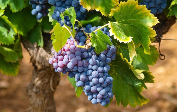 Vine versus Hive: <em>Unraveling the Fundamental Divide Between Wine and Mead</em>