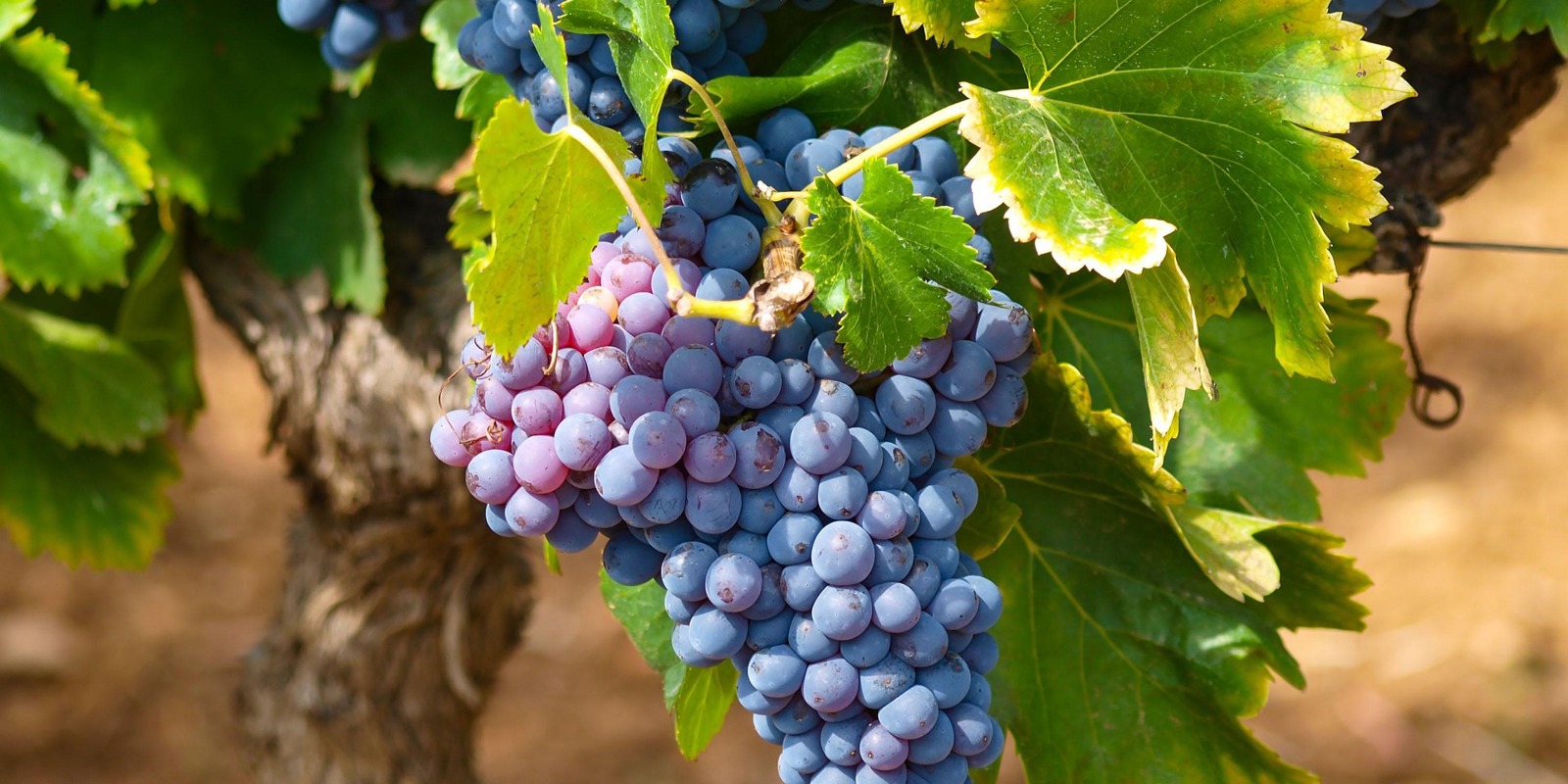 Vine versus Hive: Unraveling the Fundamental Divide Between Wine and Mead